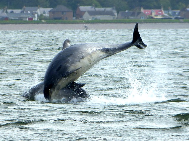 Dolphin chasing Salmon