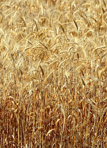 Wheat, judithgapmt