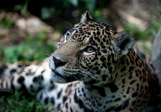 Jaguar | by emerille