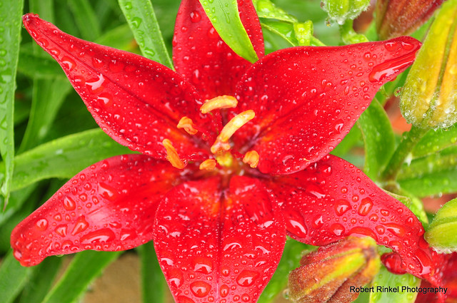 Oriental lilly after morning rain.