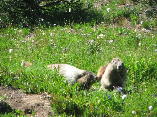 Hoary marmots | Rebecca Partington | Flickr
