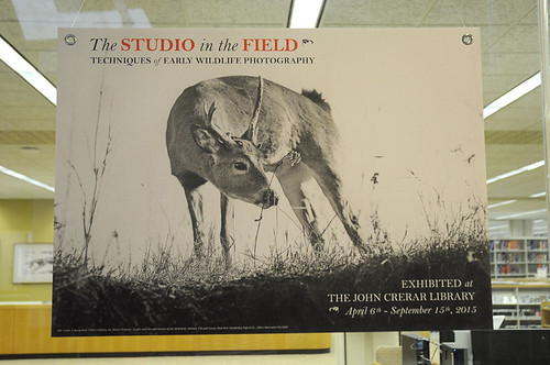 Studio in the Field: A young buck, W.E. Carlin, 1902