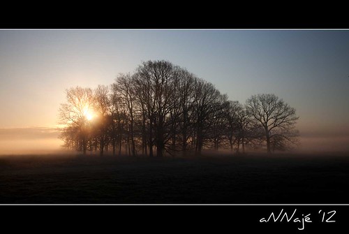 morning sunrise bomen hei bos ochtend zonsopkomst dwingelderveld