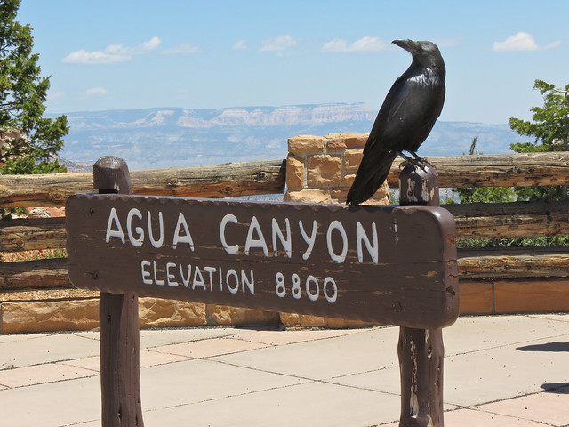 Raven of the Canyon