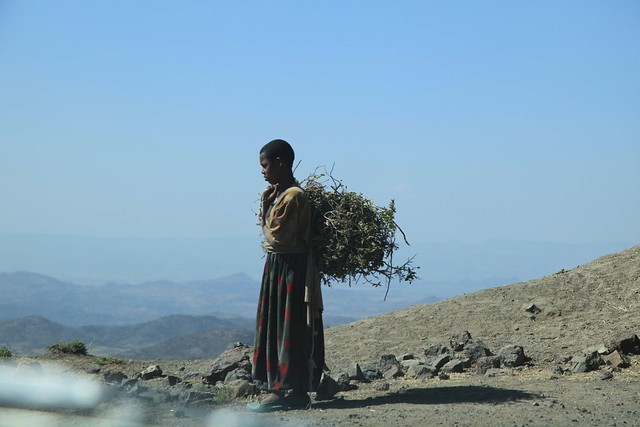 Young Woman Carrying Firewood on her Back Landscape Lalibela Ethiopia