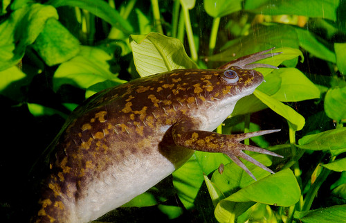 African Clawed Frog (Xenopus laevis)_1