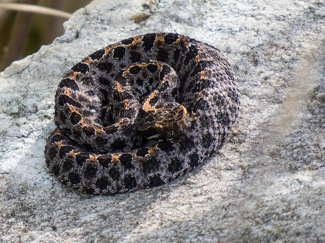 Dusky Pygmy Rattlesnake