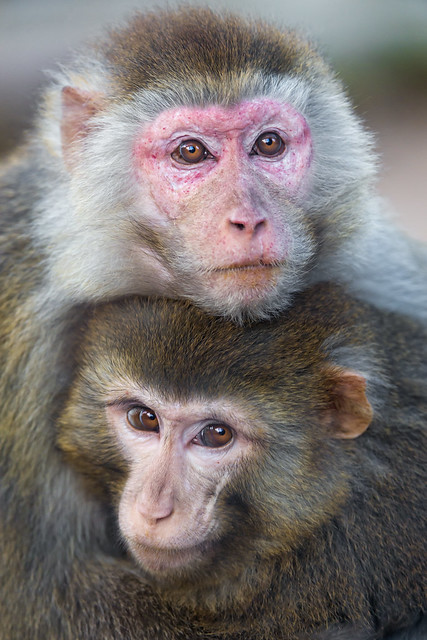 Two macaques holding each other II