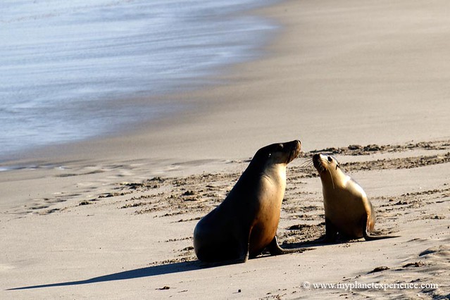 Seal Bay Conservation Park - Kangaroo Island, Australia