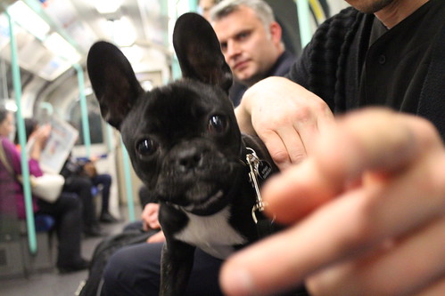 A little doggy we saw on the TUBE as we were travelling around London
