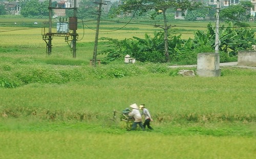 bus green rural rice vietnam fields nola