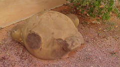 Local stony faced wildlife