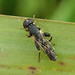 Syritta pipiens (Compost Hoverfly)