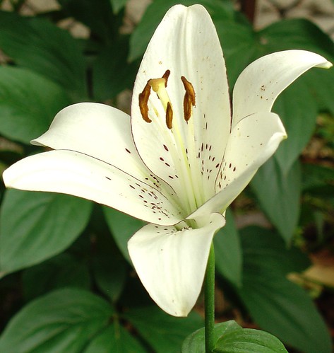 Garden Lily_1 | A lily in the garden, 22 June 2012. | Rich Mitchell ...