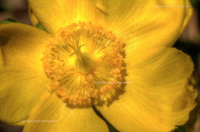 fleur jaune [29062013-IMG_2327_8_9]