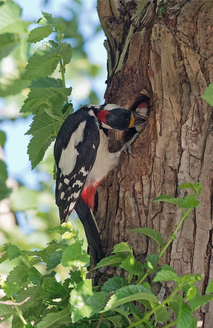 Male Great Spotted Woodpecker (Dendrocopos major) feeds chick at nest hole. Uk