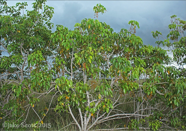 Poisonwood Tree (Metopium toxiferum)