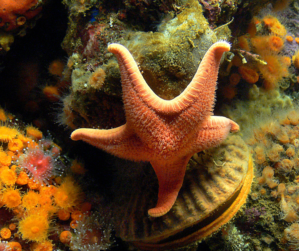 Star Fish.Monterey Aquarium. | Although sea stars live under\u2026 | Flickr