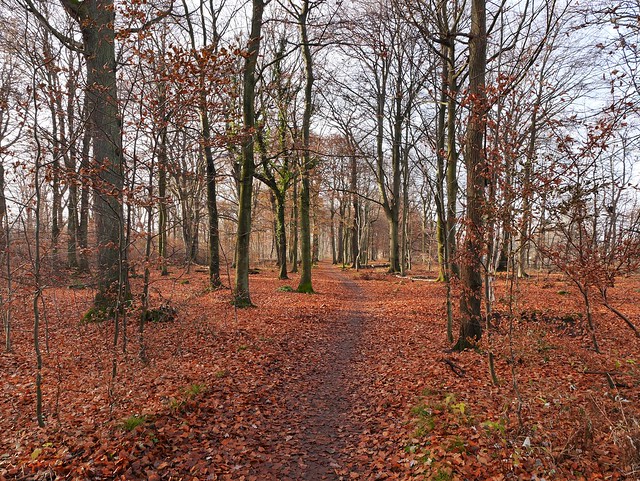 The path in the Sofiero forest