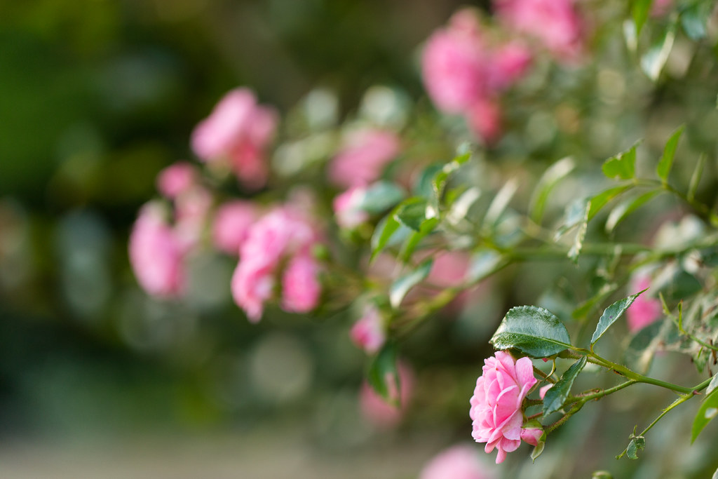 Flickr Rosa 157 2013 365/157 | Roses | Pam | Flickr