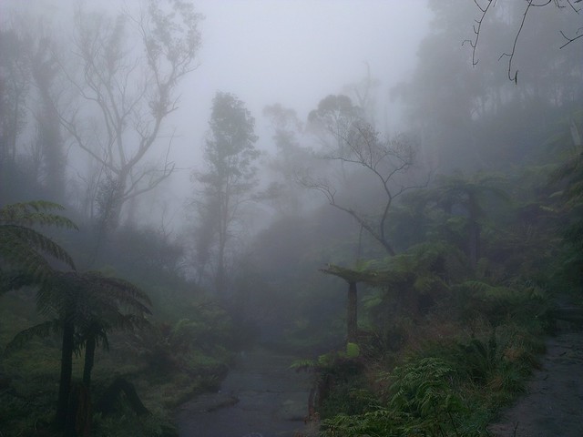 Gorillas in the Midst of the Mist
