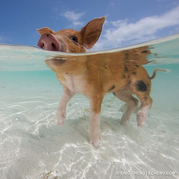 @Instagram featured #swimmingpigs on their blog today. Here is a second shot from Big Major Cay (AKA 