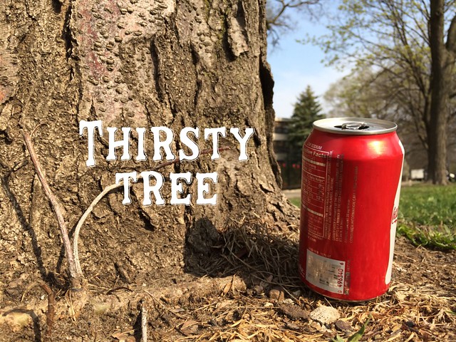 Thirsty tree