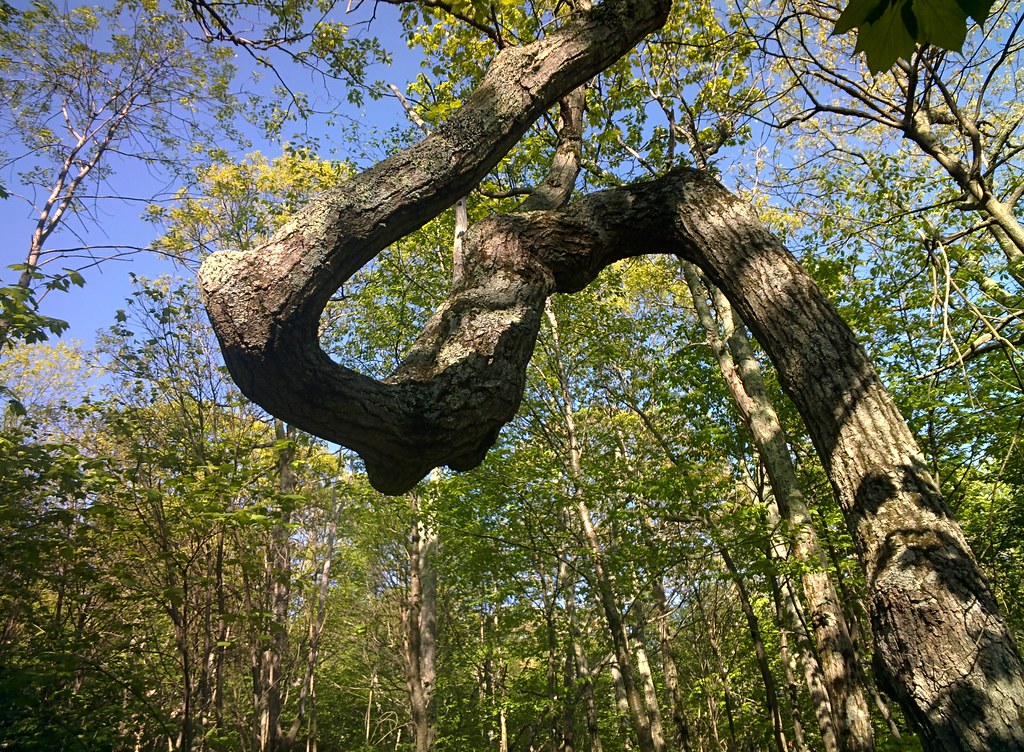 Twisted Tree Trunk