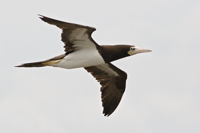 Brown Booby