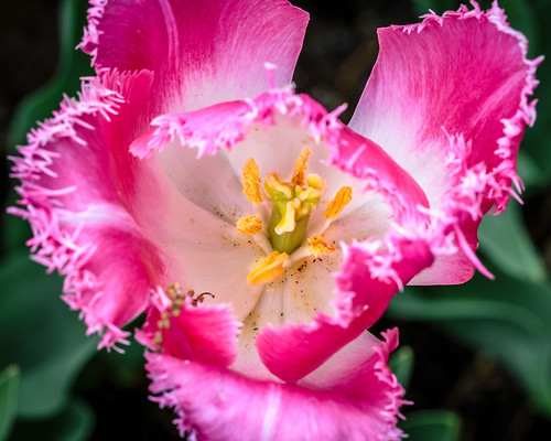 Fuzzy Tulip 2 | David Wynia | Flickr
