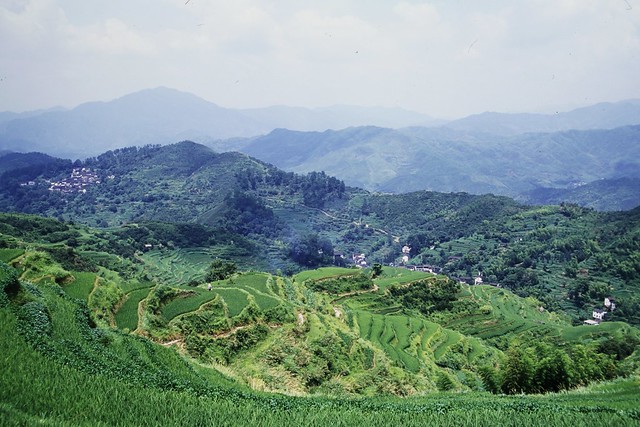 Rice paddys Jiangxi province
