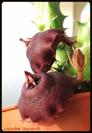 Orbeanthus prognathus