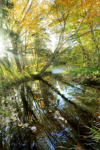 sky sun canada water forest river nikon stream novascotia brush tokina capebreton sunrays sunbeams tokina1224mm nikond90