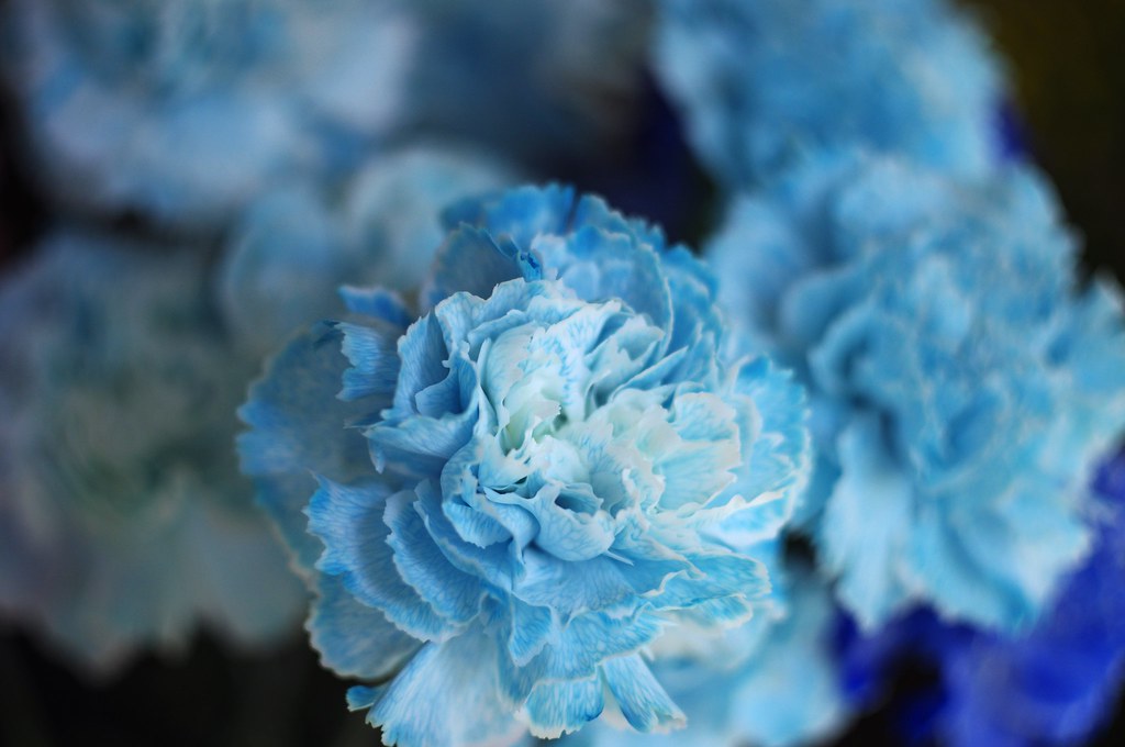 Blue Carnation, Eternal Love | Norisuke Fukui | Flickr