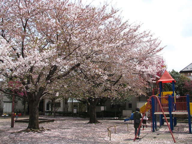 Chuo-Rinkan 中央林間 - Cherry Tree 桜