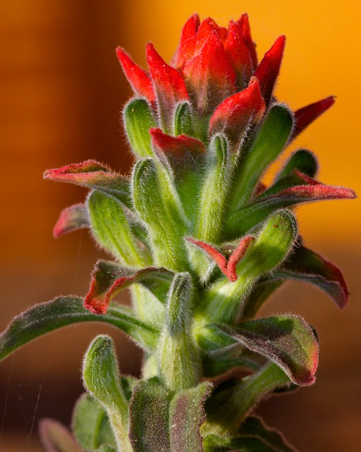Red Tipped Plant