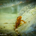 Flickr photo 'Rough-skinned newt (Taricha granulosa) - underwater in a rocky stream pool' by: DaveHuth.