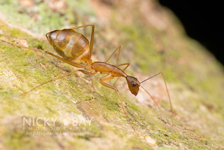 Ant (cf. Camponotus sp.) - DSC_8850