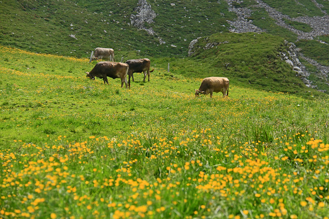 Appenzellerland - Grazing Cows