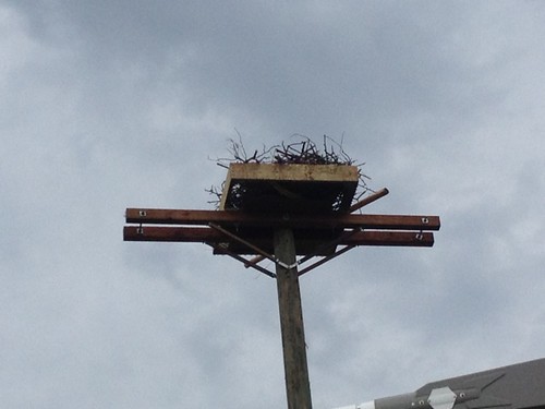 jcp-l-installs-osprey-nest-box-in-oceanport-nj-jersey-cen-flickr