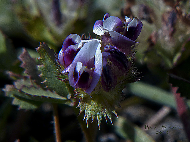 Trifolium barbigerum_Bearded Clover_2094