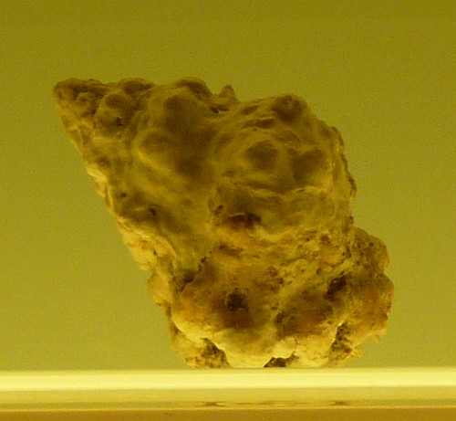 Bursa rhodostoma thomae (22-3-15 Museo de la Naturaleza y el Hombre de Tenerife)