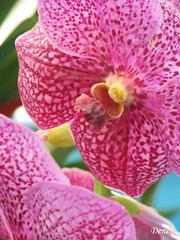 Exotic Orchids in Karachi