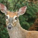 White-tailed deer (Odocoileus virginianus) at Macbride Nature Recreation Area, Johnson County, Iowa