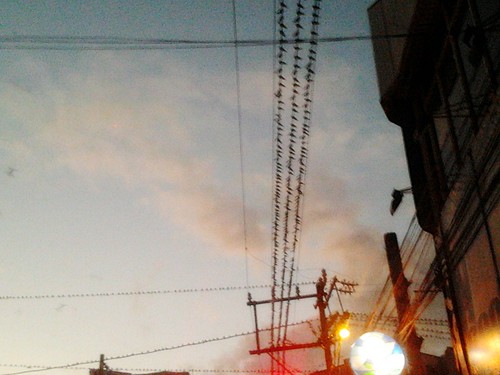 city sunset birds
