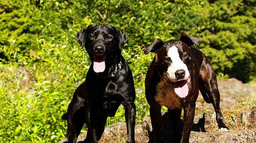 Dozer and Eddy | by AdamsBullDozer
