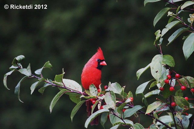 cardinal rouge -northern cardinal  (Richard)