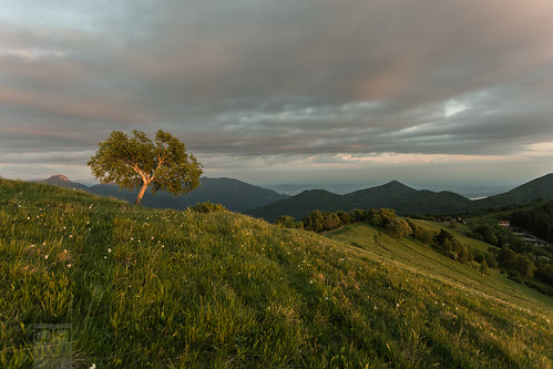 light sunset italy tree italia tramonto hills albero luce colline sormano