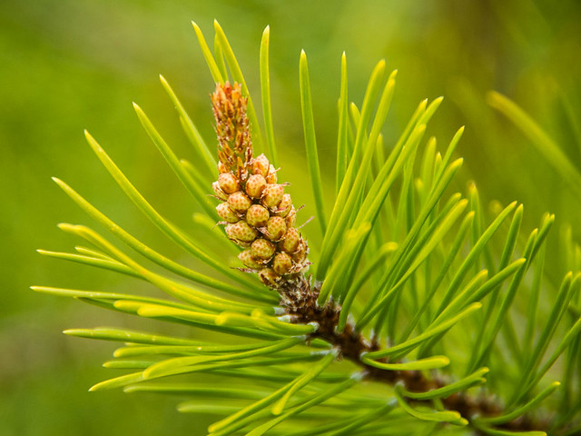 Lodgepole pine