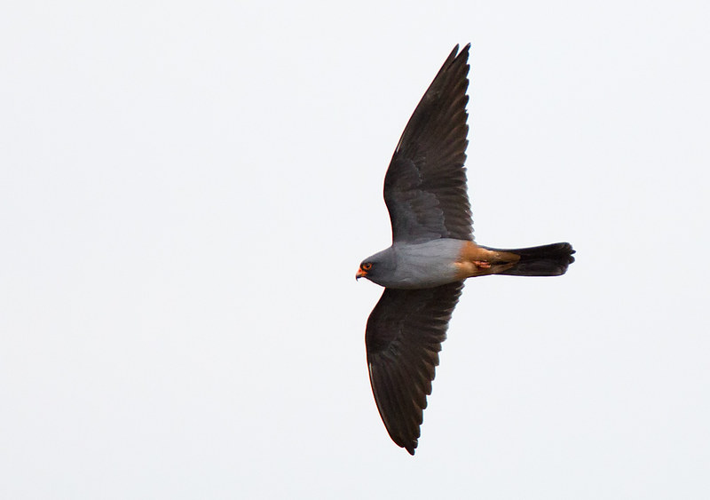 Red-footed Falcon (male)
